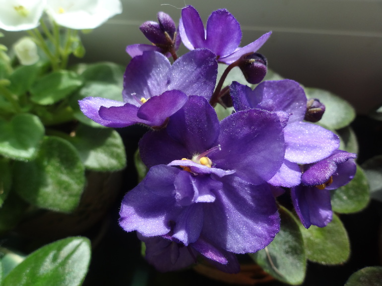 Домашние растения. Наши фиалки, фиалки мини, глоксинии.