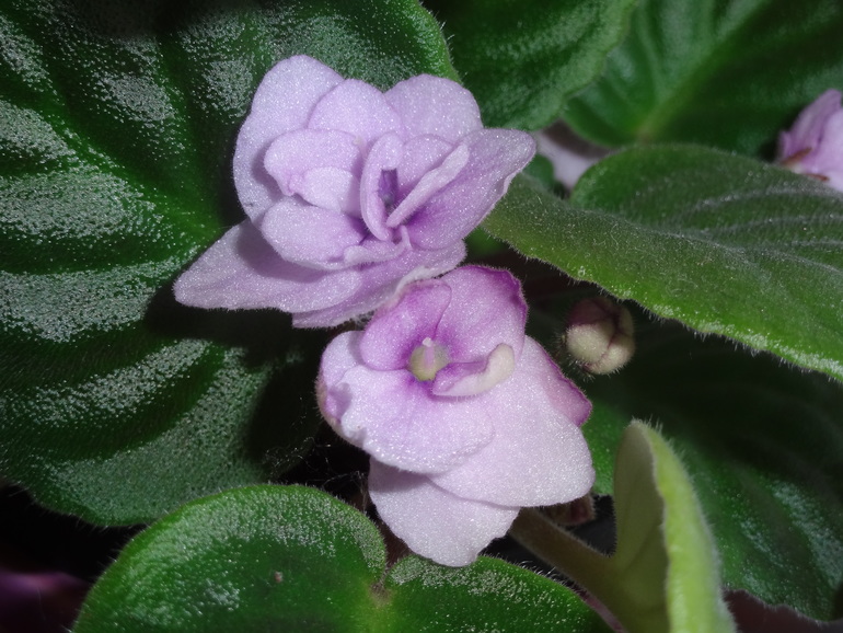 Домашние растения. Наши фиалки, фиалки мини, глоксинии.