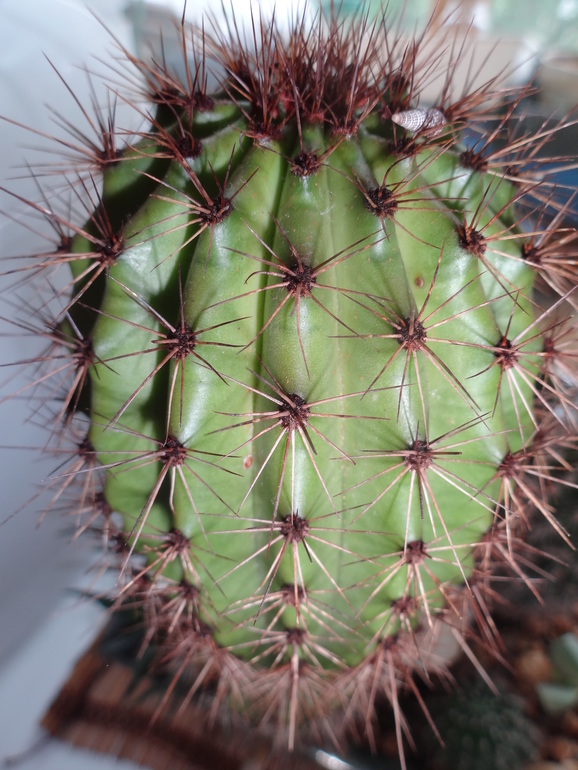 Кактусовая полянка