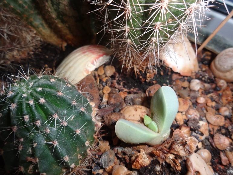 Кактусовая полянка