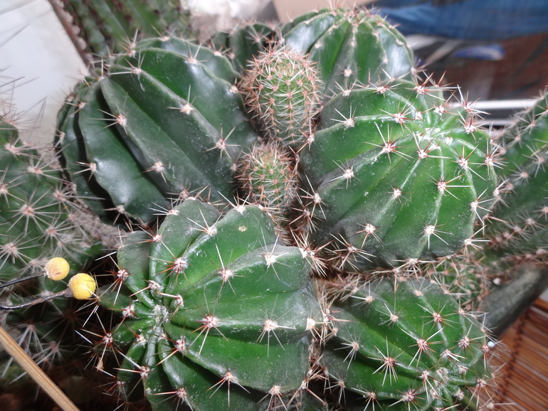 Кактусовая полянка