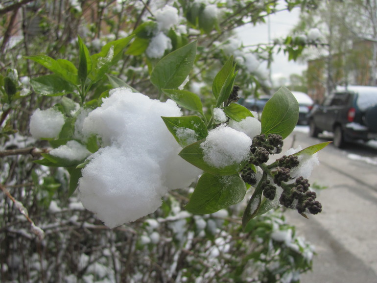 Чудеса в решете: зима весной!)