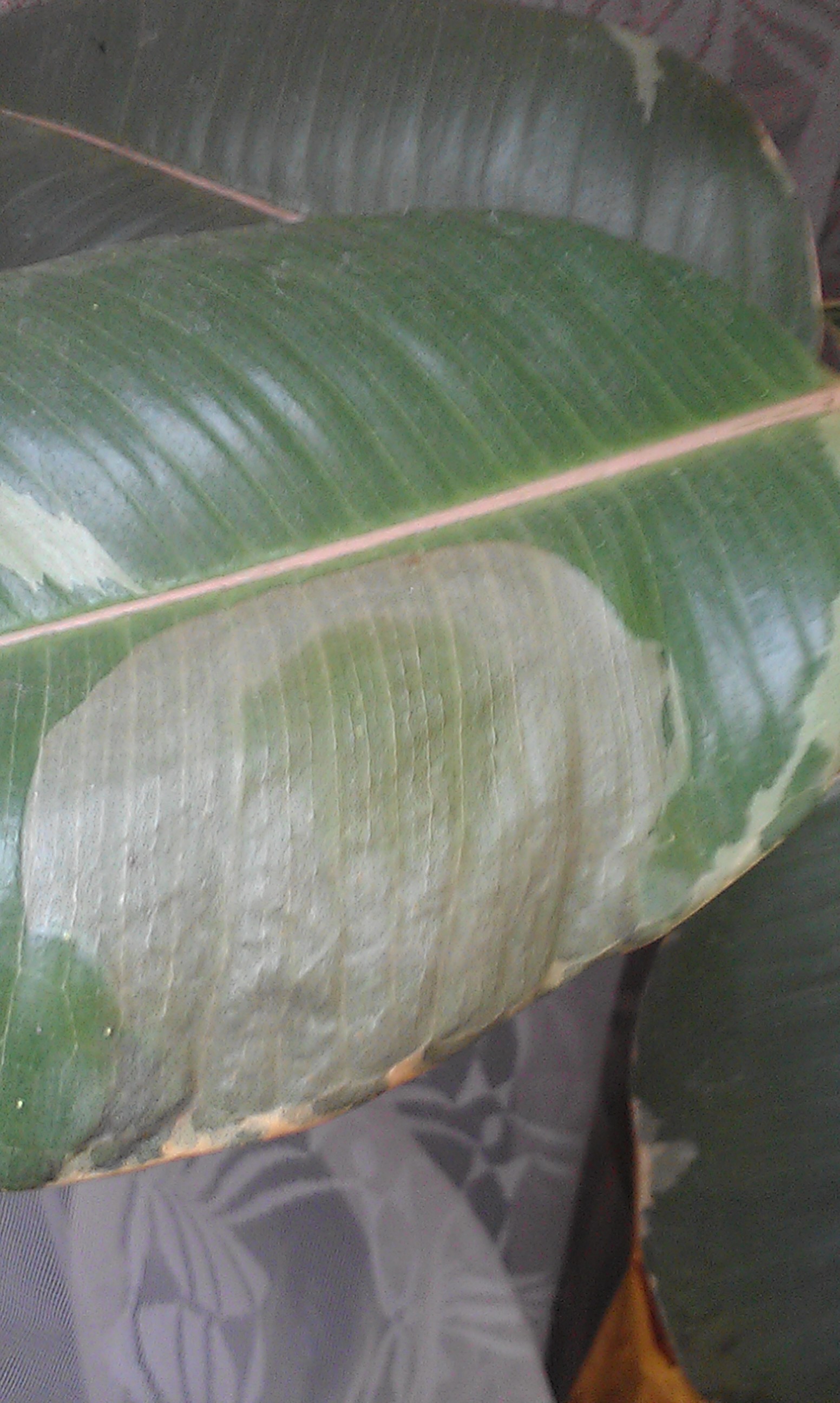 Фикус погибает(((( помогите кто знает!!!!!!