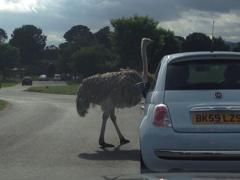 Сафари парк))))...Просто фото зверюшек))