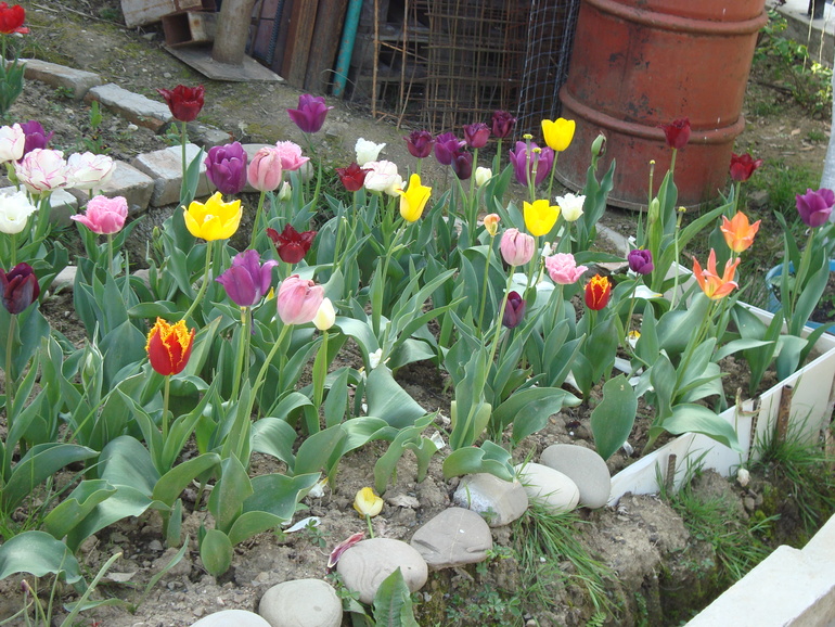 Тюльпанчики. ч.2