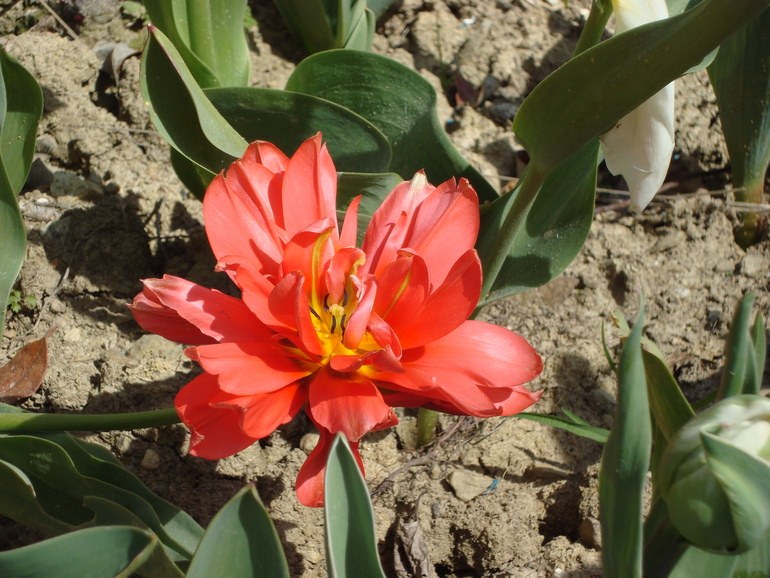 Тюльпанчики. ч.2