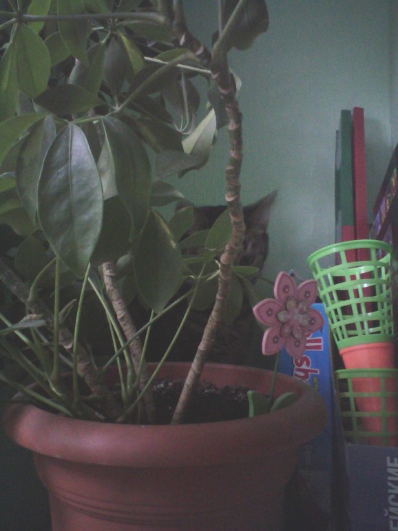 найди кота (игра :-))