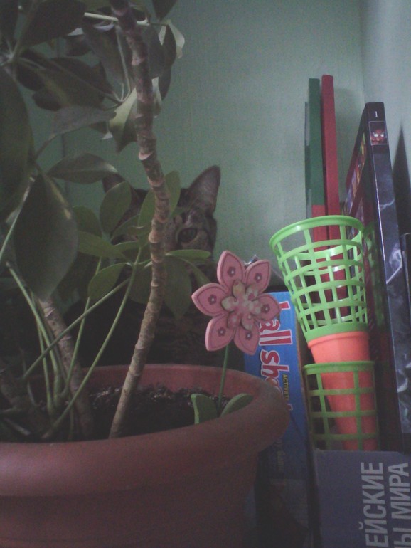 найди кота (игра :-))