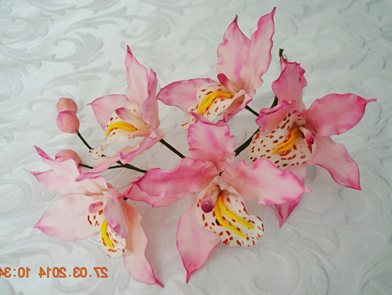 Цимбидиум и тортк с ней