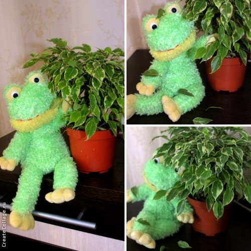 Вот и мой красавчик... Фикус