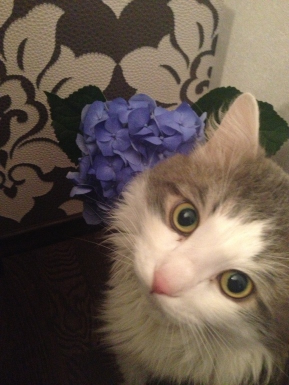 Волшебный цветок