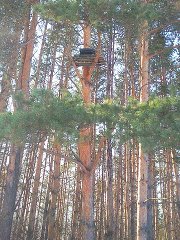 Продается дом с участком в Тамбовской области.