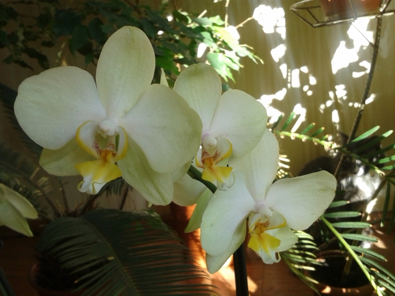 Всё радуется жизни