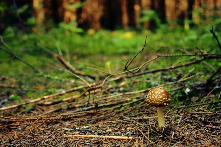 Долой из города!!! Хочу жить в деревне!!))))