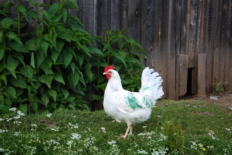 Долой из города!!! Хочу жить в деревне!!))))