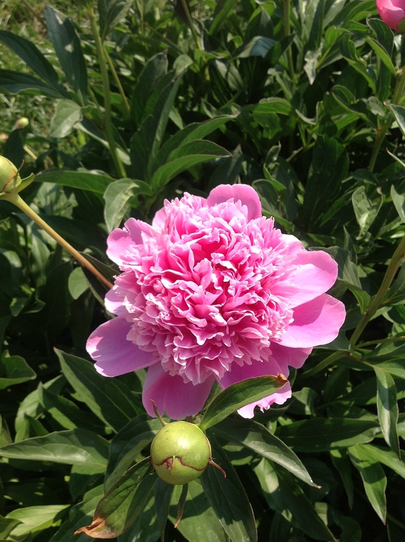 куст под окнами рарсцвёл)