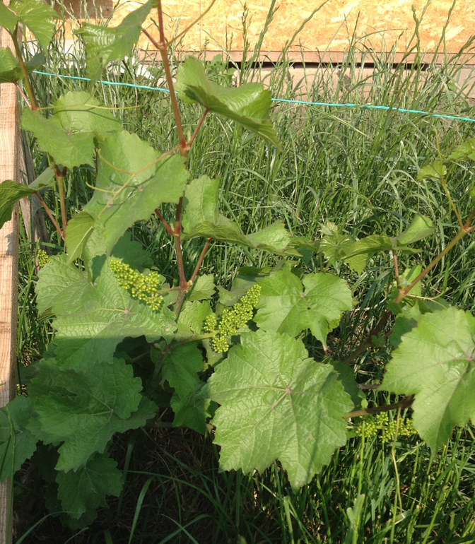 урра, в этом году будем лопать виноград)