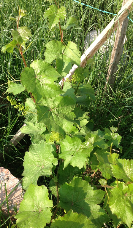 урра, в этом году будем лопать виноград)