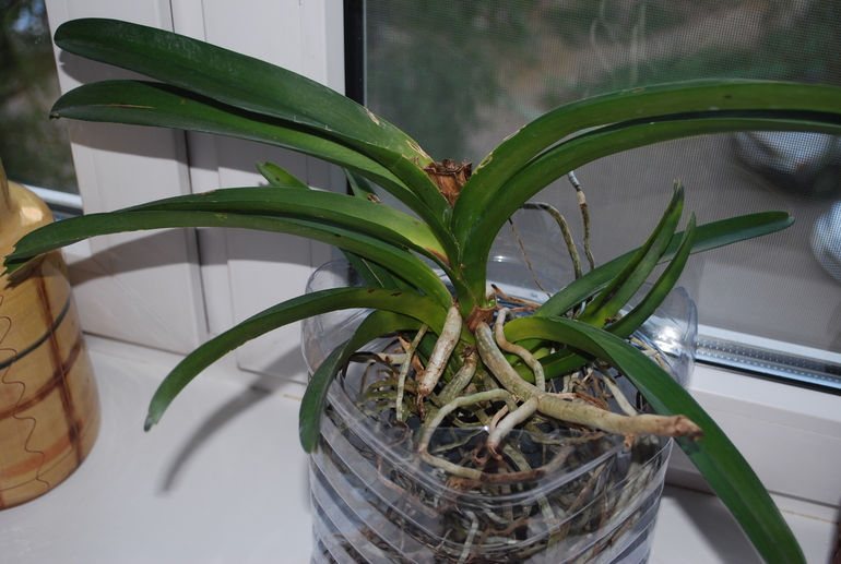 Вроде ожила Ванда!