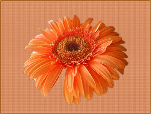 С Весной, девочки!