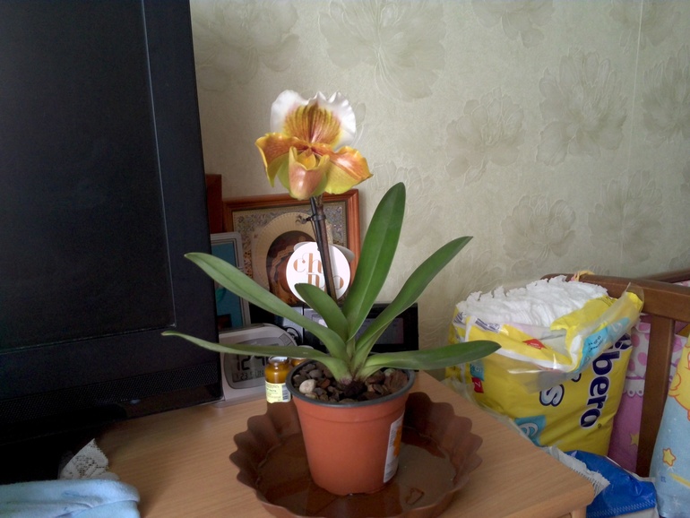 моя первая орхидея:-):-):-)