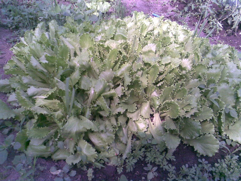 А вот и моя теплица