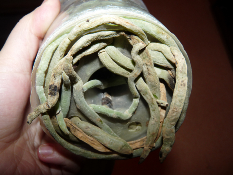 Есть ли надежда у моей орхидеи?