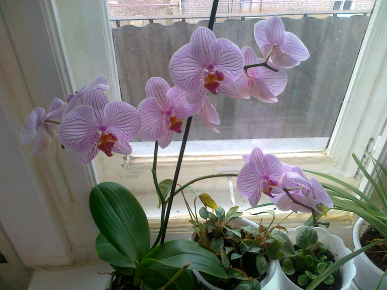 Есть ли надежда у моей орхидеи?
