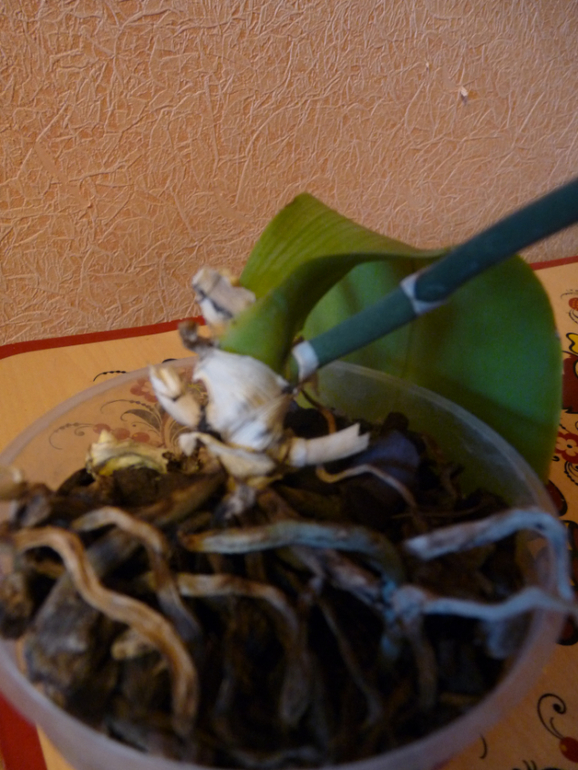 Есть ли надежда у моей орхидеи?