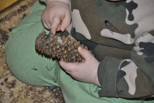 Тематическая неделя под кодовым названием «Мишка косолапый по лесу идет... шишки собирает, песенки поет...»)) День первый. Шишка.