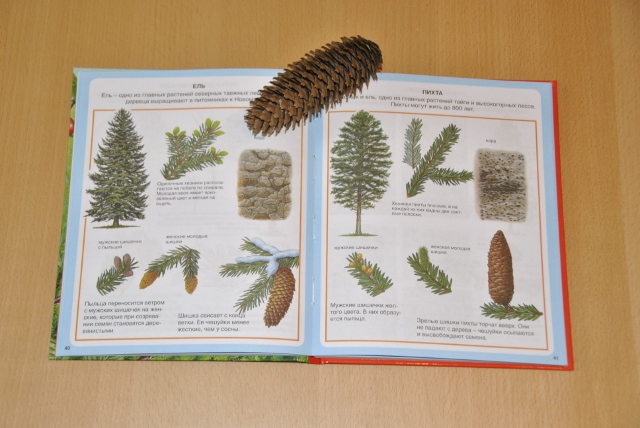 Тематическая неделя под кодовым названием «Мишка косолапый по лесу идет... шишки собирает, песенки поет...»)) День первый. Шишка.