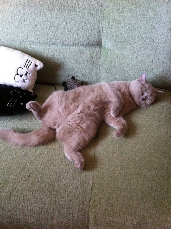 Серое дрянцо -- Лапа