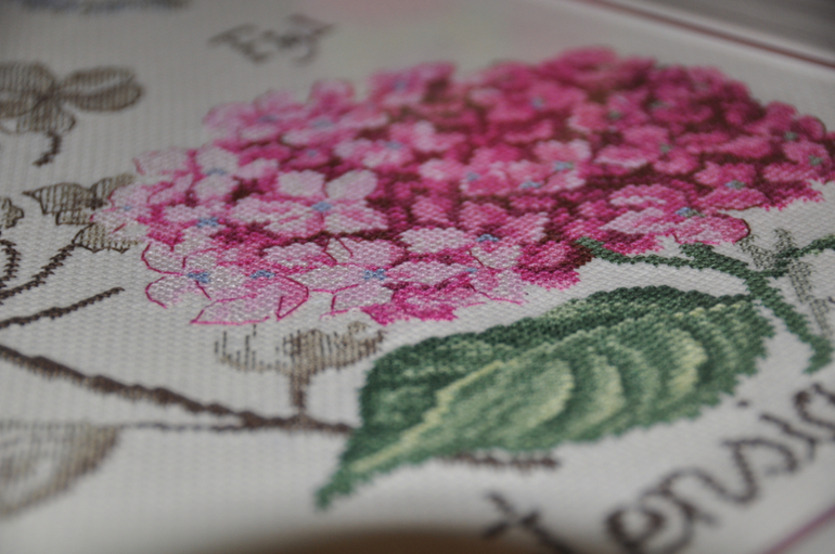 Гортензия - ботаника от DFEA.