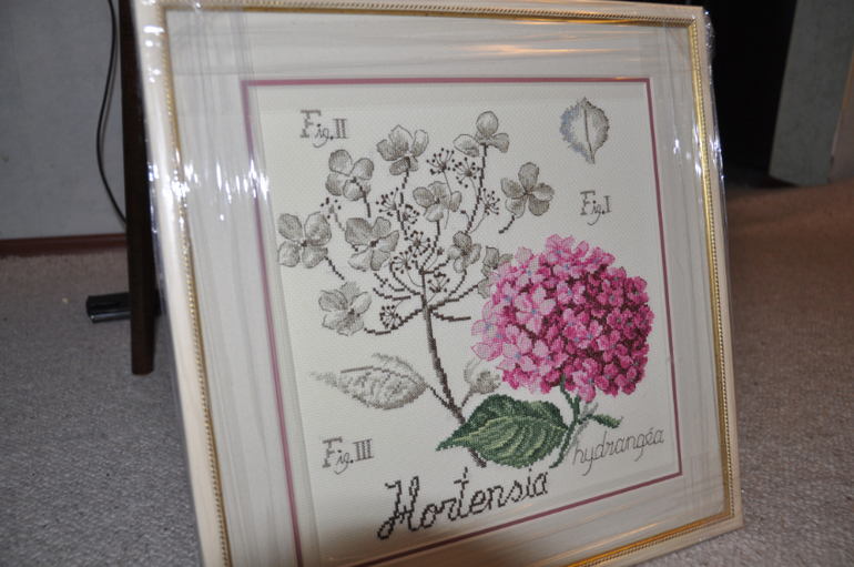 Гортензия - ботаника от DFEA.