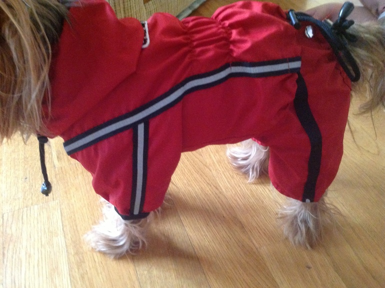 наш песик в обновке