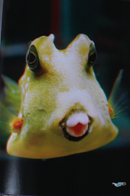 3D книга. Рыбы