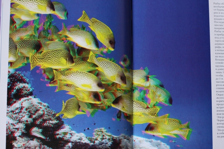 3D книга. Рыбы