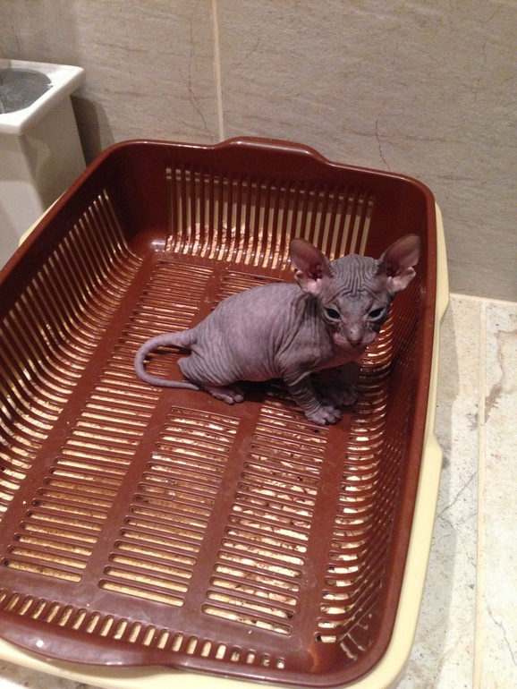 Донской сфинкс,Феня