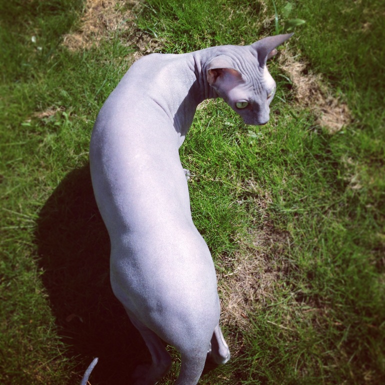 Дачники мои)