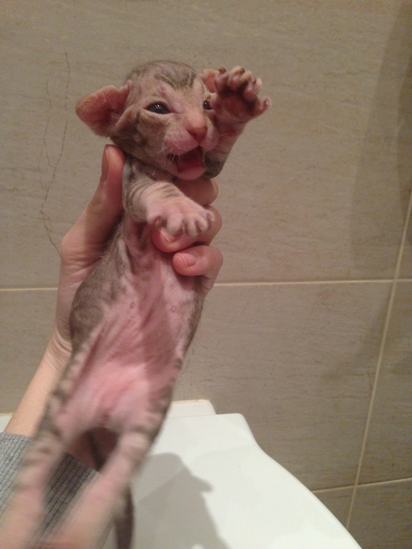 Донской сфинкс,Кекс