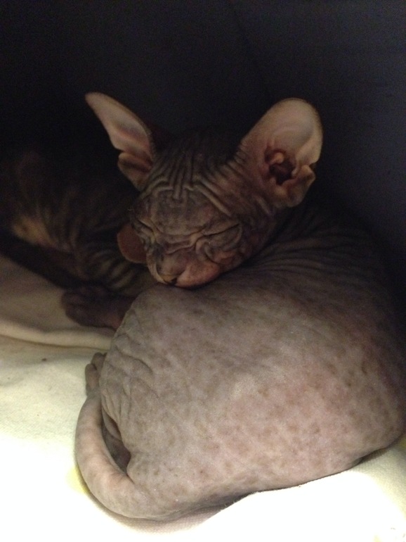 Донской сфинкс,Феня