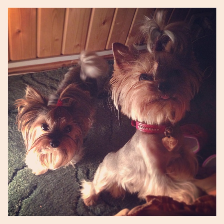 Дачники мои)