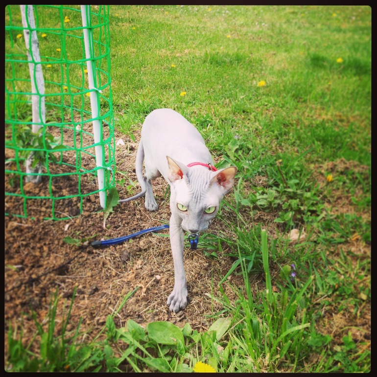 Дачники мои)