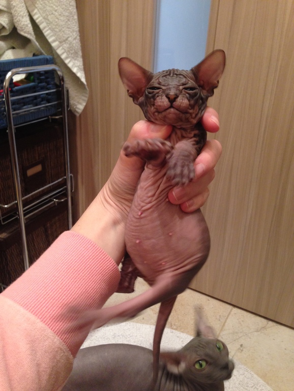 Донской сфинкс,Феня