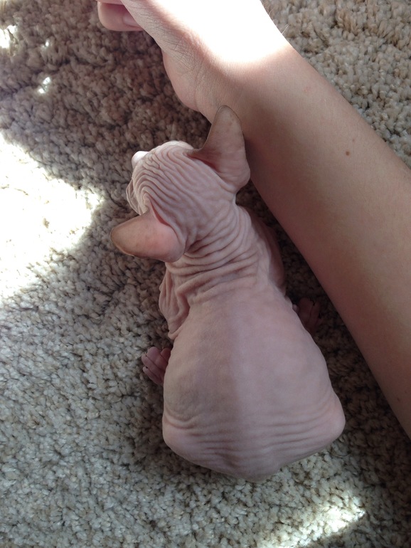 Наш новый член семьи -Мотя))