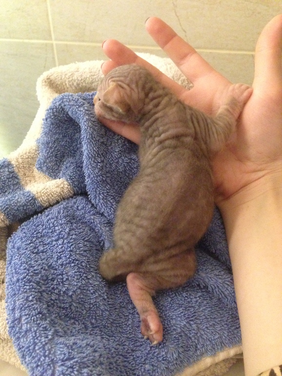 Донской сфинкс,Кекс