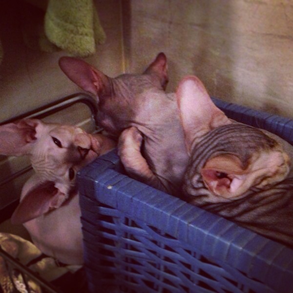 Мои котятки!!)