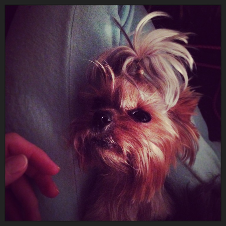 Собакины мои и зубы))