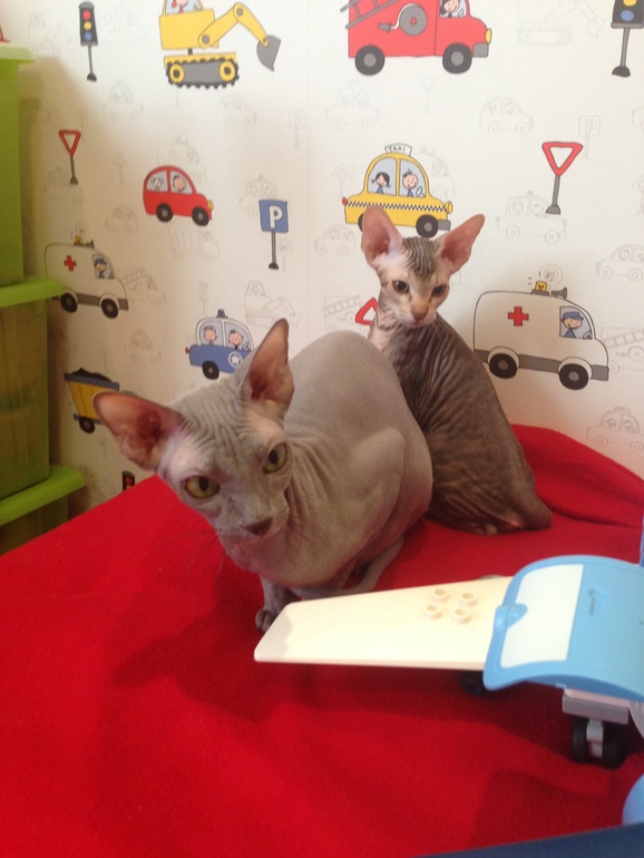 Мои котятки!!)