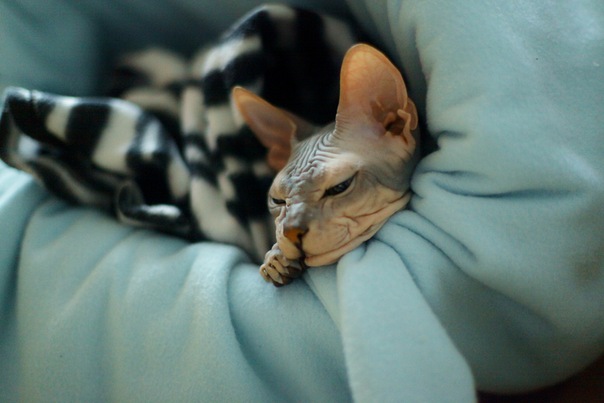 Мои котятки!!)